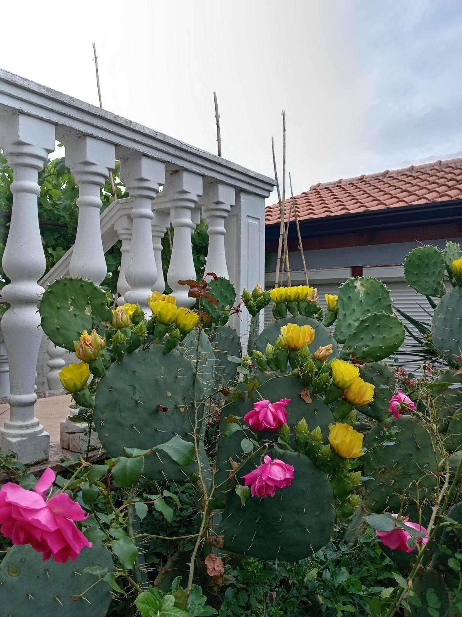 Lili Apartment Umag Ngoại thất bức ảnh